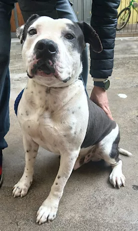 Argo simile Amstaff: vogliamo la sua rinascita