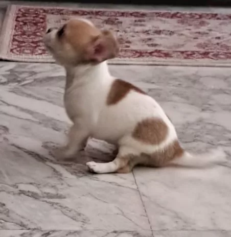 Cucciolo chihuahua maschio con pedigree