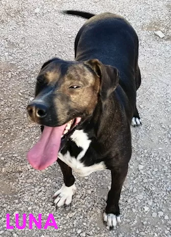 Luna, cagnolona nata intorno al 2018