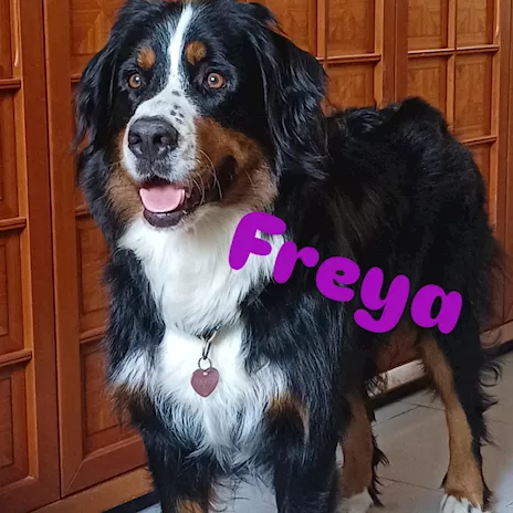 Cucciola bovaro del bernese - Foto 4