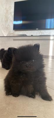 Volpino di Pomerania nano