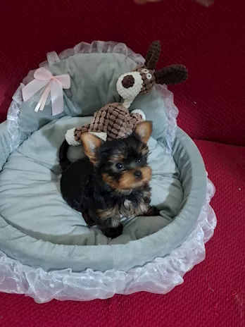 Yorkshire Terrier