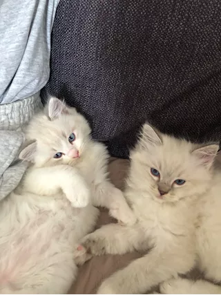 Cuccioli Ragdoll con Pedigree ANFI - Foto 3
