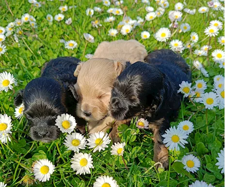 Cuccioli Maltipoo