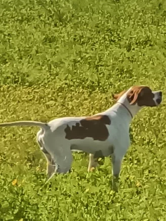 Pointer Inglese bianco arancio cucciolo