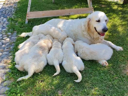 Disponibili cuccioli di Golden