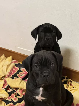 Cuccioli di Razza Cane Corso vendesi - Foto 2