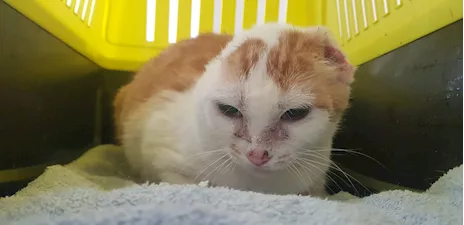 Angelina, adozione del cuore