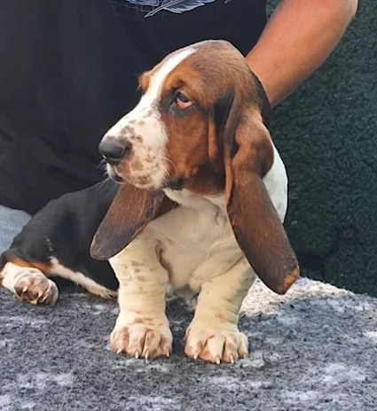 Cuccioli di Bassethound