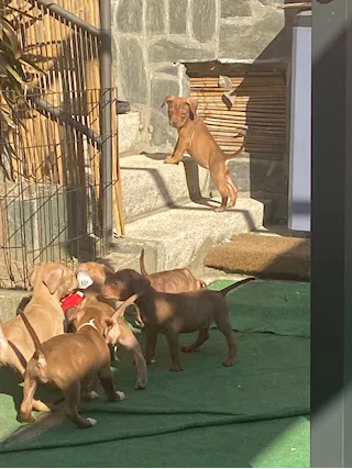 Cuccioli pitbull con pedigree