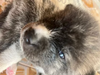 Akita inu (kurutora)
