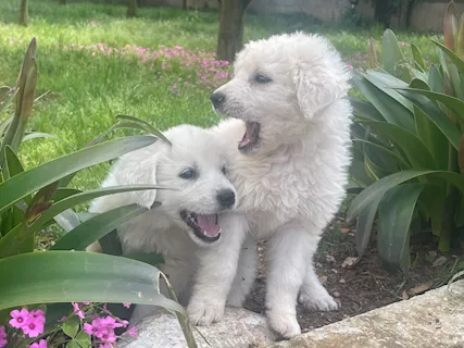 Cuccioli Maremmano