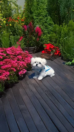 Maltese - Disponibile per una nuova famiglia