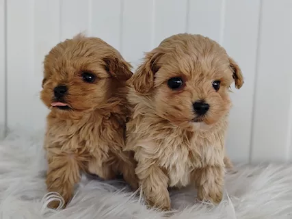 Maltipoo Cucciole