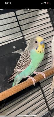 tre bellissimi Cocorite diversi