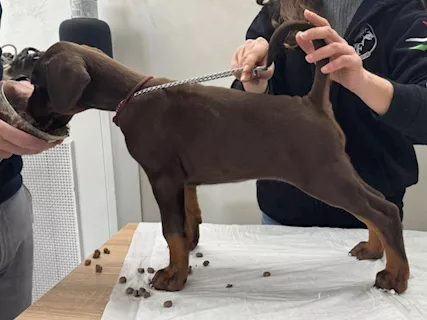 Cuccioli Dobermann - Foto 3