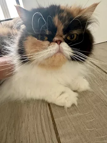 Cuccioli Persiani, genitori visibili - Foto 5