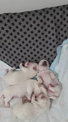 Maltese toy - Foto 3