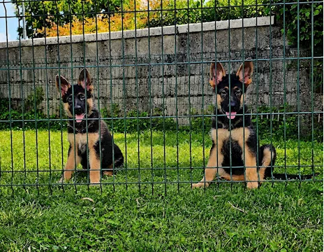 Cuccioli Pastore Tedesco nero focato