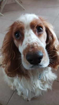Cocker Spaniel stupendo maschione