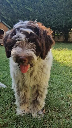 Lagotto romagnolo cucciolo