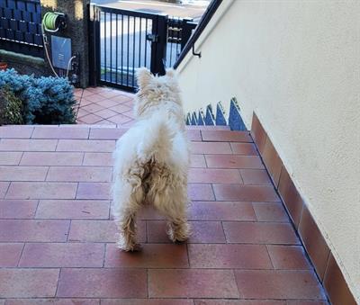 Cucciola di 8 mesi razza Il West Highland White Terrier - Foto 6