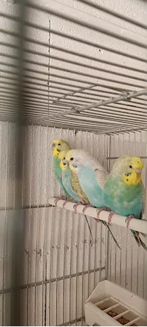 Cocorite di vari colori e sia maschi che femmine