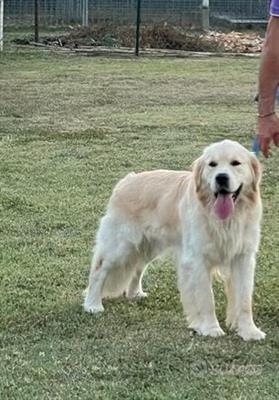Accoppiamento Golden Retrevier