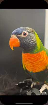 Lory arcobaleno