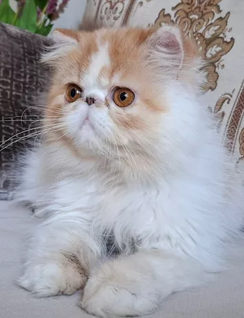 Gattina persiana