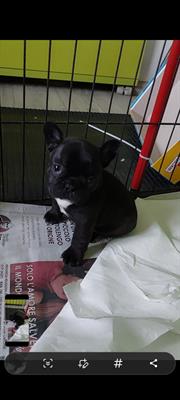 Cuccioli Bouldog francese - Foto 2