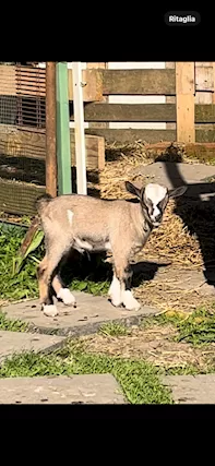 Capretto Tibetano