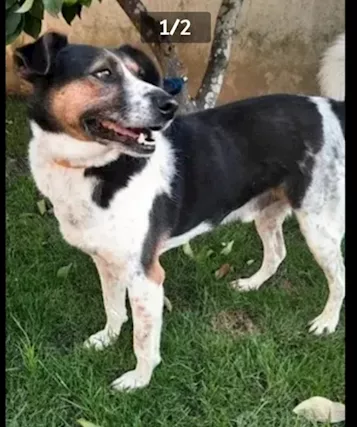 8 anni mix jack russel tg media sfortunato ..CASERTA
