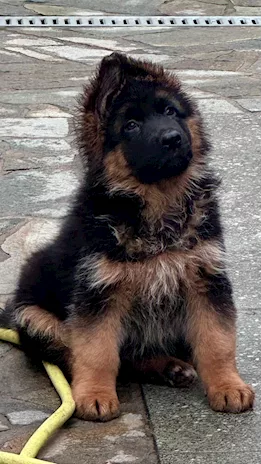 Cucciolo di Pastore Tedesco
