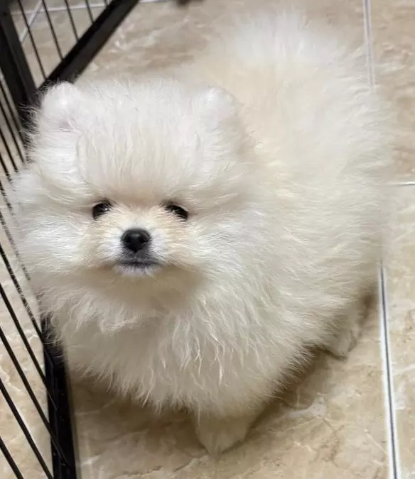 Cuccioli pomerania