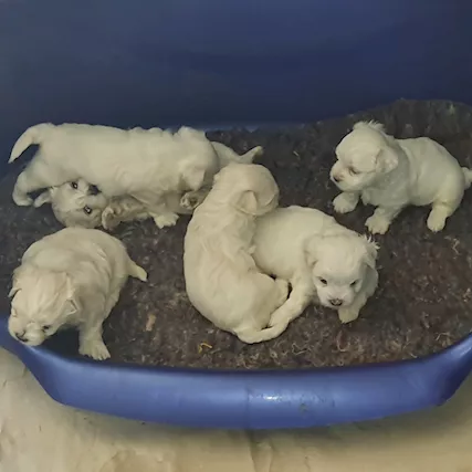 Cuccioli maltesi linea coreana americana - Foto 3