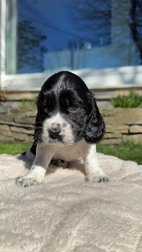 Cucciola di Razza cocker, colore bianco