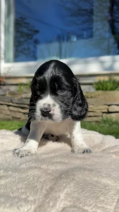 Cucciola di cocker