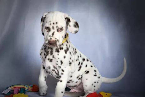 Cuccioli di razza Dalmata alta genealogia - Foto 4