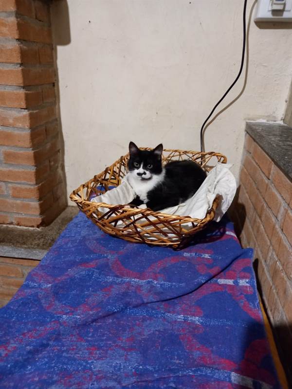 Foto 7Regalo gattini Razza Europeo