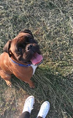 Boxer maschio cerca femmina per monta