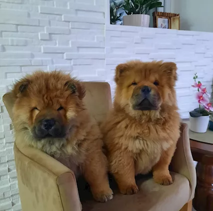 Chow Chow Cuccioli - Foto 2