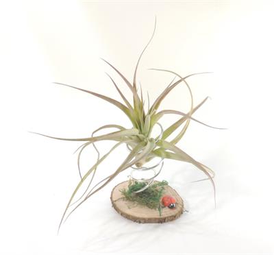Tillandsia brachycaulos sospesa