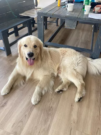 Stupendo - Golden Retriever maschio americano