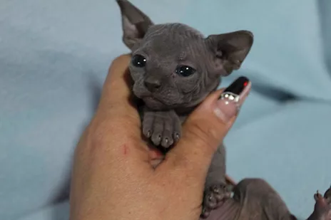 Canadian sphynx