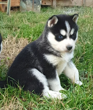 Cuccioli Siberian Husky