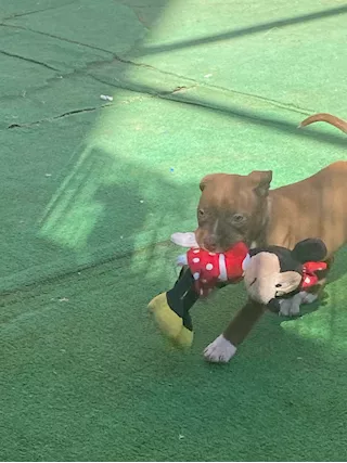 Cuccioli Razza pitbull con pedigree - Foto 6