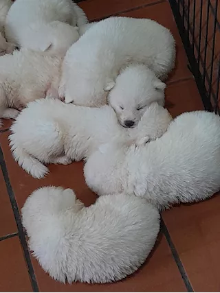 Akita inu di 4 mesi e mezzo in cessione - Foto 2