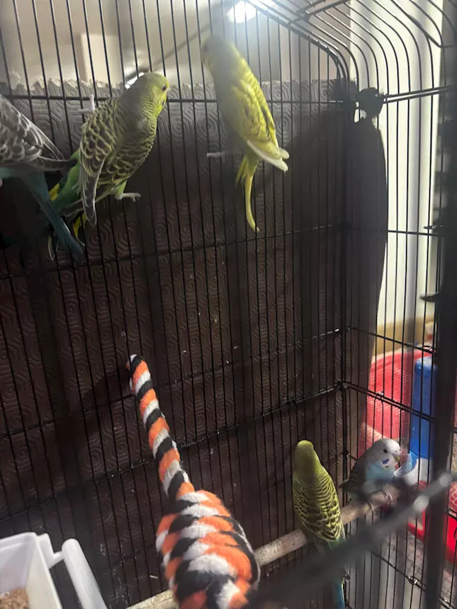 Cocorite varie mutazioni piumaggio