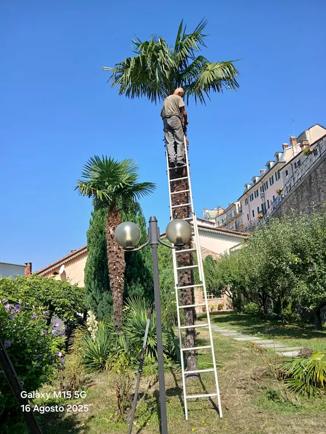 Foto 3Giardinaggio/abbattimento alberi